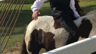 achuchar,demasiado,caballo