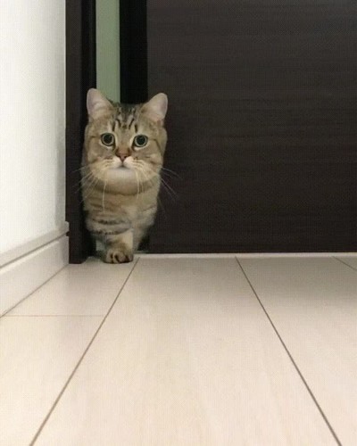 hermano,peque&ntilde;o,entrar,habitaci&oacute;n,gato