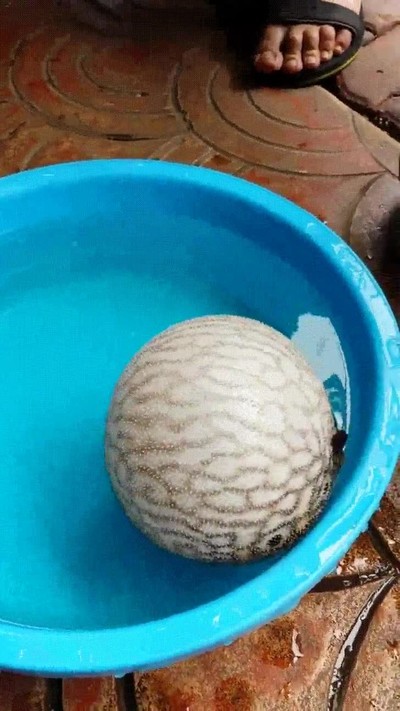 incre&iacute;ble,transformaci&oacute;n,inflar,Tetraodontiformes