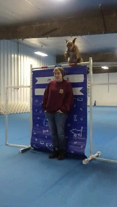 perro,salto,altura,alto