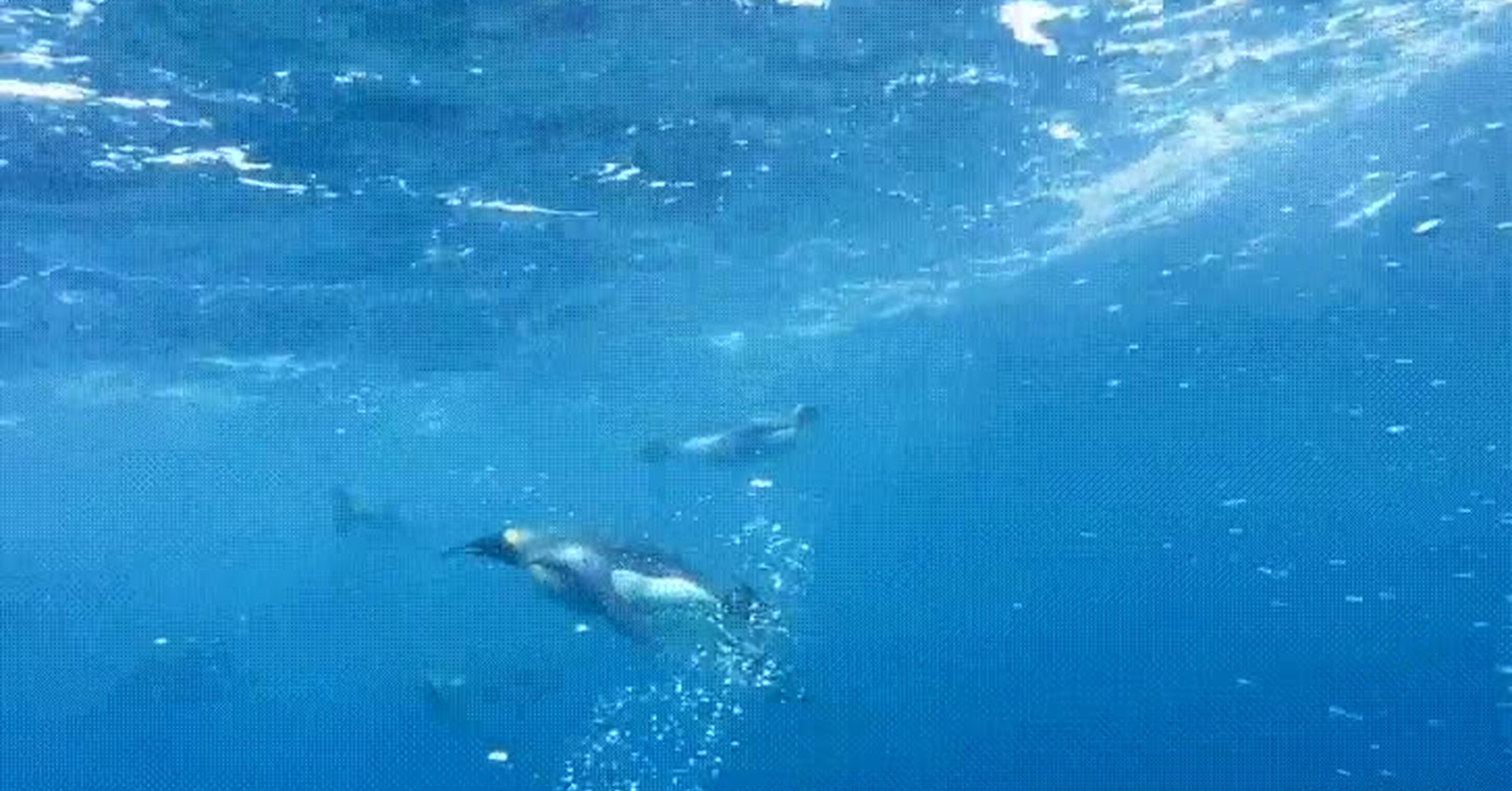 imagenes de pinguinos nadando