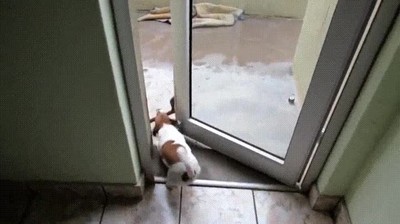 perro,palo,puerta,casa,vida,complicada