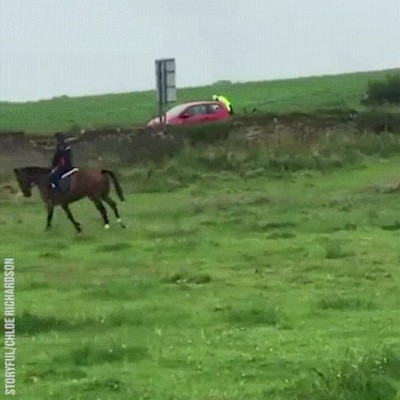 pasar,fijar,demasiado,caballo