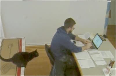mejor,secretaria,mundo,mesa,gato