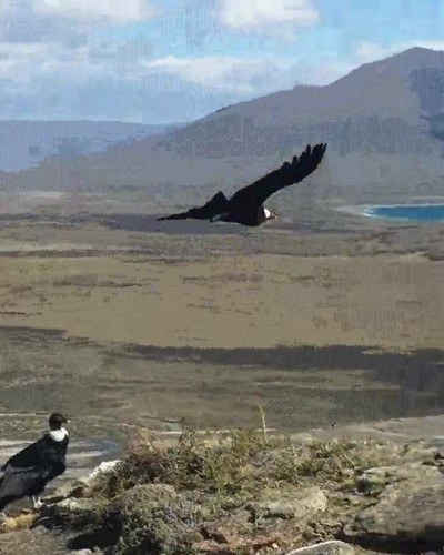 condor,corriente,aire,levantar,vuelo