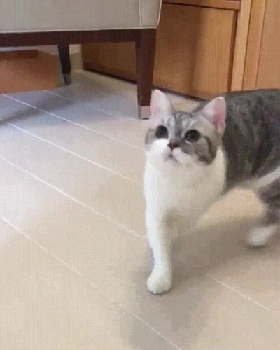 vida,gato,ver,pelota