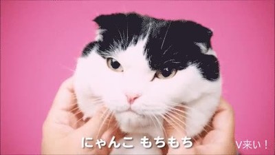 ver,abuelas,mofletes,perro,gato