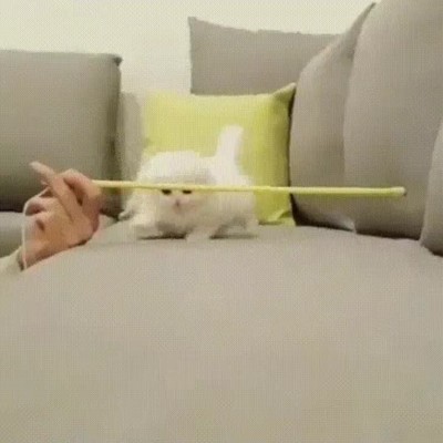 entrenamiento,espartano,olimpiadas,gatunas,gato