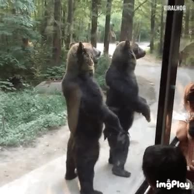 osos,actuar,forma,humana