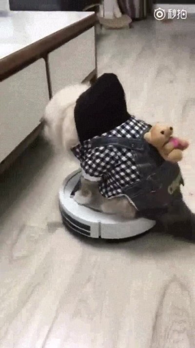 gatos,cansados,ejercicio,ma&ntilde;ana