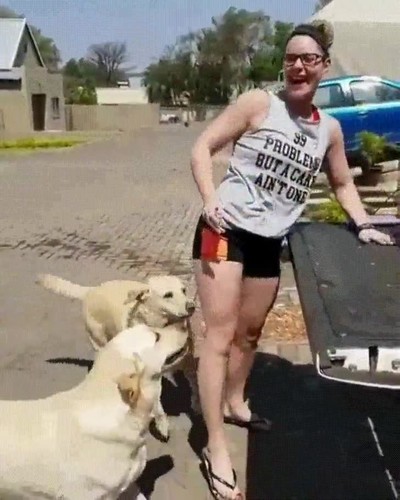 ir,gimnasio,ma&ntilde;ana,subir,perros