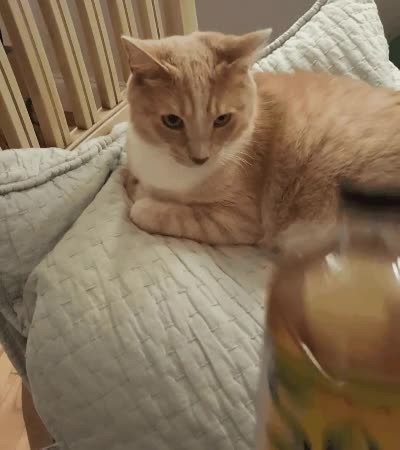 gato,pelin,dram&aacute;tico,botella