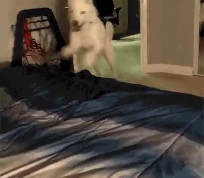 enterar,perro,chica,gustar,cortar,novio