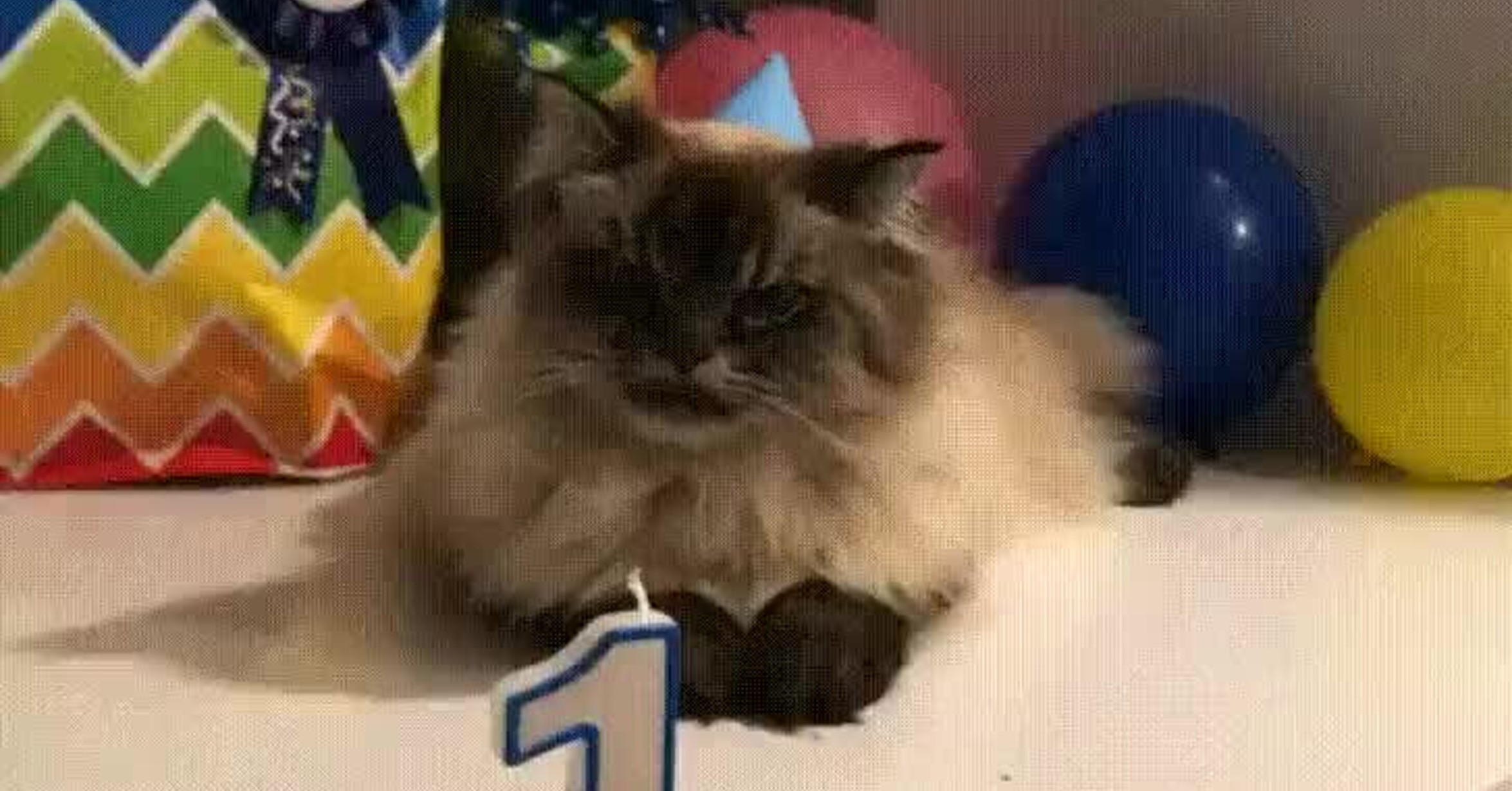 ¡Vaya GIF! / Los gatos son únicos para celebrar sus cumpleaños con