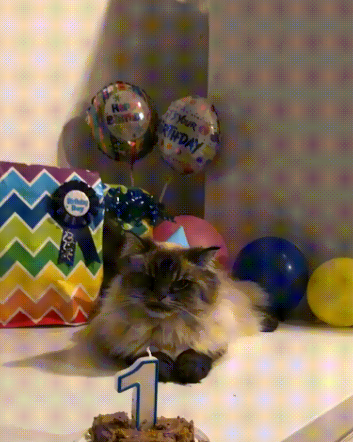celebrar,cumpleaños,felicidad,gatos