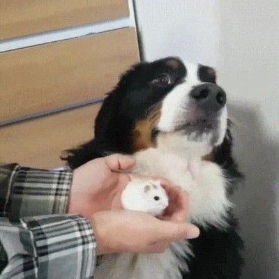 gente,cara,perro,conocer