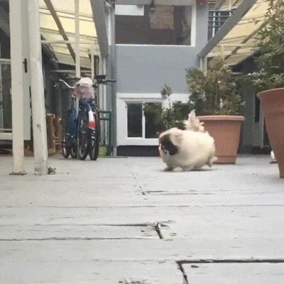 perro,evitar,correr,fabulosos