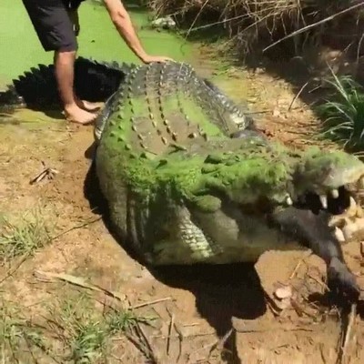 enormes,cocodrilo,palmaditas