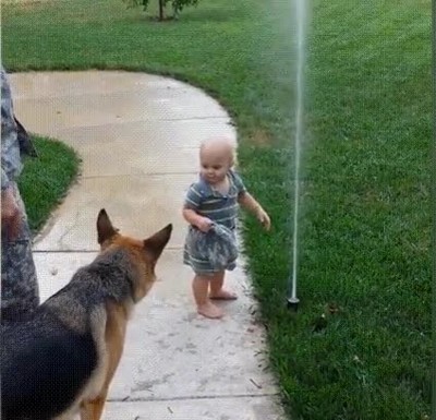 ver,doler,niño,perro,chorro,agua,aspersor