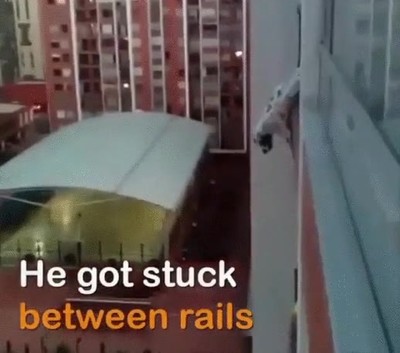 perro,salvar,balc&oacute;n,amigo