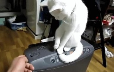 gato,tozudo,mobiliario,casa