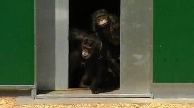 momento,chimpances,puesto,libertadad,30 a&ntilde;os