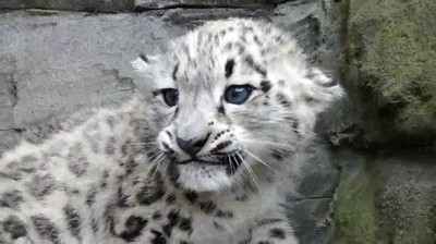 malote,adorable,gru&ntilde;ido