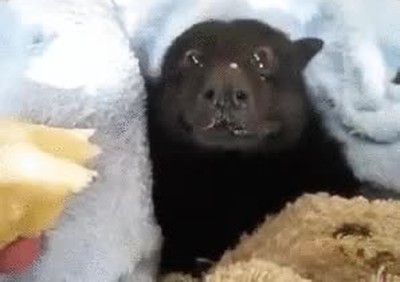 murcielago,comer,platano,imaginar