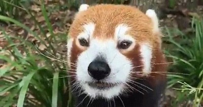 adorable,panda,rojo,comer,uva