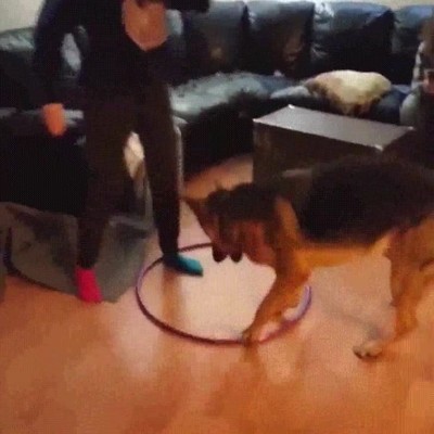 perros,ni&ntilde;os,imitar,ver