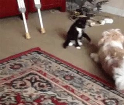 gatos,alfombra,aprovechar,situaci&oacute;n