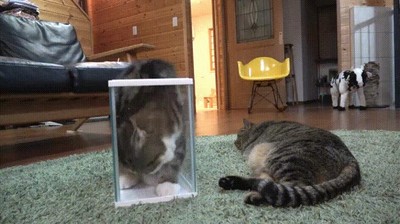 intentar,postura,perfecta,gato