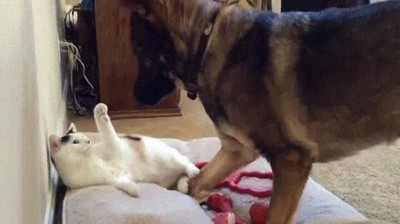 tensi&oacute;n,cortar,cuchillo,perro,gato