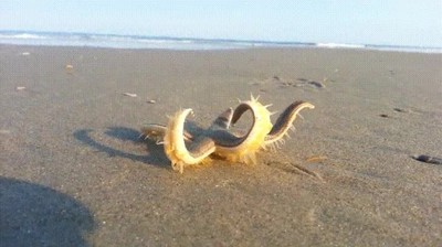 estrella de mar,andar,playa