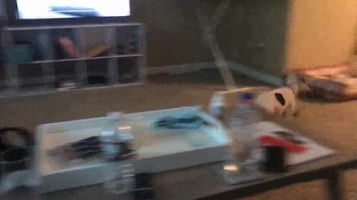 perro,locura,correr,piso,cara