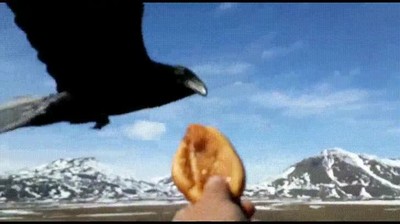 cuervos,juego de tronos,volar,lentos