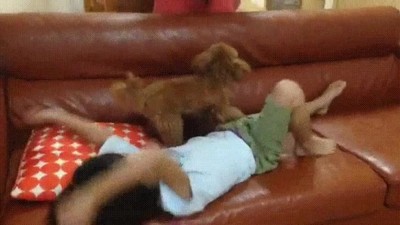 dormir,siesta,sofa,perro,tocar,humano