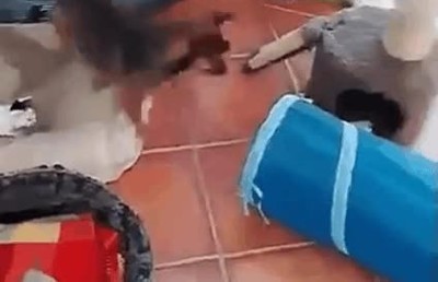 perros,problemas,guarder&iacute;a