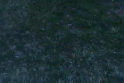 perro,creer,luna,pelota