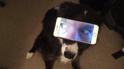 mal rollo,perros,ojos,humanos