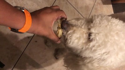 mirada,decepci&oacute;n,perro,romper,comida,suelo
