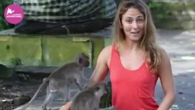 Enlace a Animales que cada vez son más espabilados