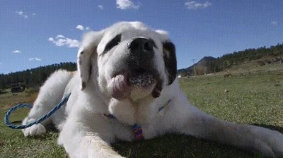 perro,lengua,larga,mundo