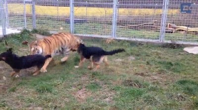 tigre,siberiano,criado,compa&ntilde;&iacute;a,perros