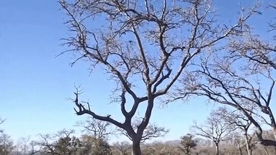 leopardo,escalar,parte,alta,arbol,presa