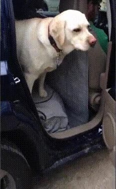 perros,ayudar,saltar,coche,correa