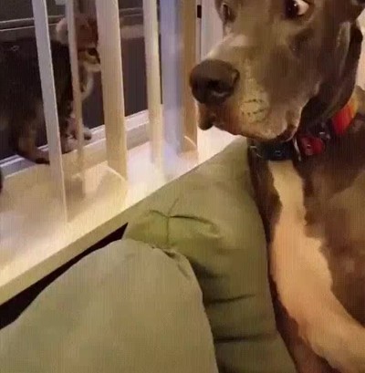 mirar,chica,cambiar,perro,gato