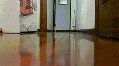 comida,lista,poner,mesa,gato