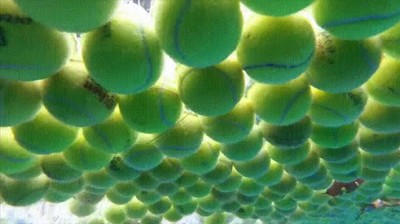 paraiso,perros,nadar,piscina,pelotas,tenis