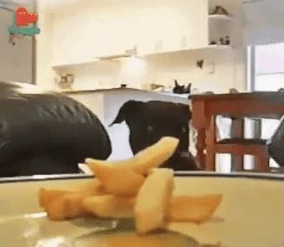 perro,tecnica,sutil,robar,pillada